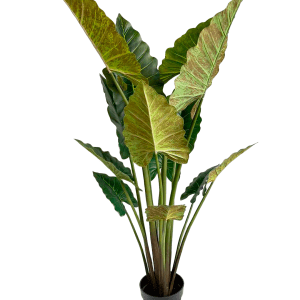 Arbusto Taro 150cm
