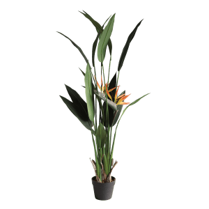 Planta Ave del Paraiso 140cm