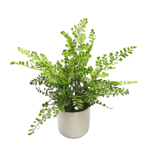 Planta Helecho 40cm
