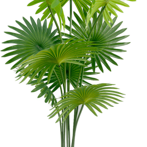 Arbusto Palmera 160cm