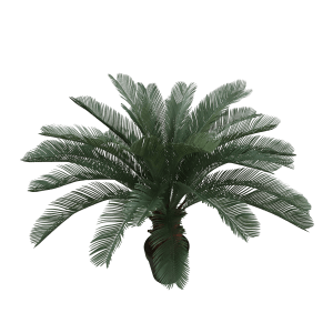 Planta Cycas 120cm