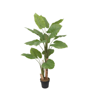 Arbusto Taro 160cm